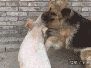 4.gif